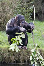 Chimp breaking stick