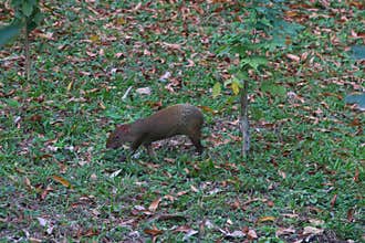 Wildlife: Central American Agouti is a small mammal but an important seed disperser