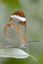 Butterfly - Greta Oto