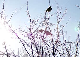 Birds on a tree. Three small and cute birds are sitting on the branches of a tree and eating Apple berries.