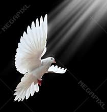 Dove in flight