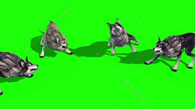 Herd of Wolves Attack Top 3D Rendering Green Screen Animals