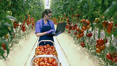 Female worker with a laptop is transporting tomatoes in the greenery