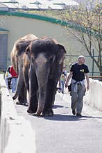Elephant exhibition