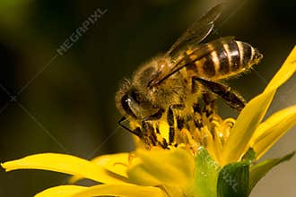 Bee