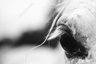 White horse's eye - black and white art portrait