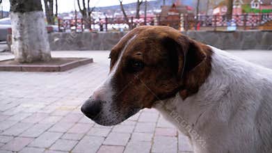 Muzzle of a Sad Stray Dog with Sad Eyes Outdoors in a City Park. Slow Motion