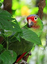 Parrot in tropical forest