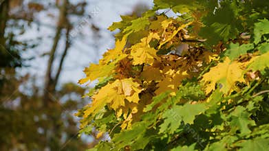 Wind blowing on colorful leaves on a tree in autumn