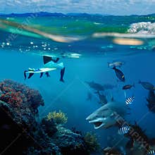 A surfer and wild shark underwater