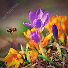 Spring flowers with flying bee. Beautiful colorful first flowers on meadow with sun