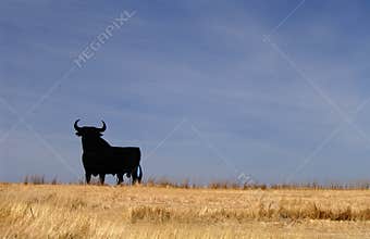 Bull Spain