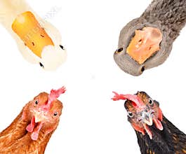 Portrait of a funny farm birds