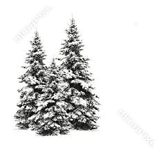 Pine trees isolated on white