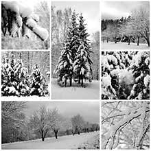 Winter forest beautiful, pines