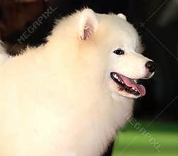 Samoyed dog