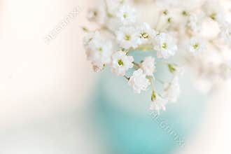 Baby’s Breath
