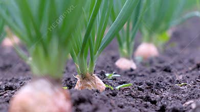 Garden bed of growing onions in farm, gardening and farming concept.