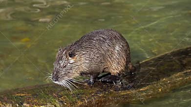 Coypu, Myocastor coypus, also known as river rat or nutria, is large, herbivorous