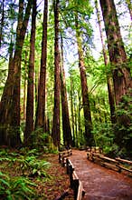 Trail in Muir woods