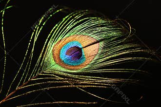 Peacock feather