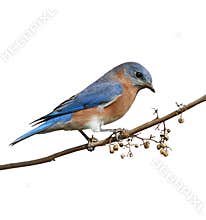 Male Eastern Bluebird Sialia sialis isolated on white