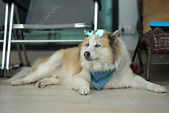 Large brown color mixed breed dog lying on the floor with blue sunglass
