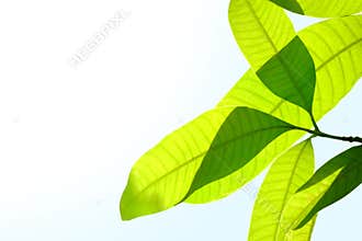 Mango leaves n the sun white background