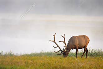 Elk Grazing Near River