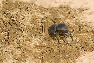 Flightless dung beetle burrowing into some fresh African elephant dung