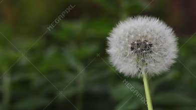 Dandelion flower in seed with a garden background, England, UK