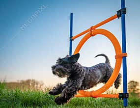 Little black dog on agility jumps over a circle at sunset