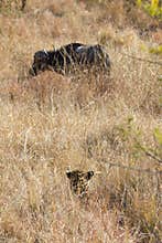 African leopard looking at its dinner