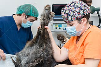 Veterinarian holding the legs of an anaesthetised dog