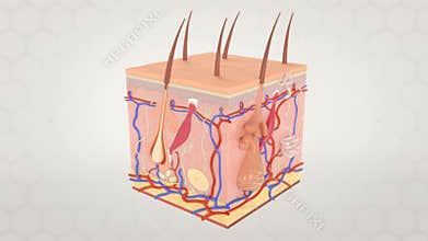 Microscopic Anatomy of the Skin Representation