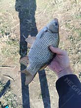 Hand holding a crucian carp fish