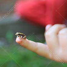 Tiny frog on child`s finger. Selective focus. Square.