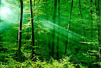Lights of the forest