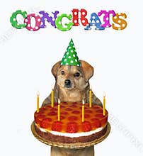 Dog in birthday hat holds cake
