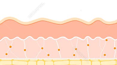 Skin care products and collagen fibers
