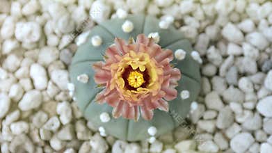 Blooming Astrophytum flower in time lapse motion.