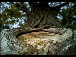 Tree shot in Romania state.