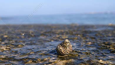 Sea life on the coast with small sea creature