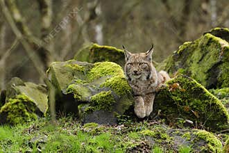 Eurasian Lynx