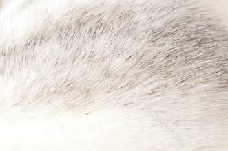 Luxurious mink fur texture