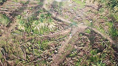 Land clearing for oil palm due to overproduction
