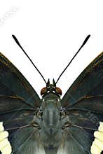 Black butterfly head with details of antenna eyes body and wings part over white background, Charaxes solon (Pale Black Rajah