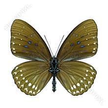 Blue Kaiser Penthema darlisa melema exotic dark brown butterfly with velvet blue spots on
