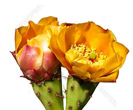 Prickly pear cactus flowers close up