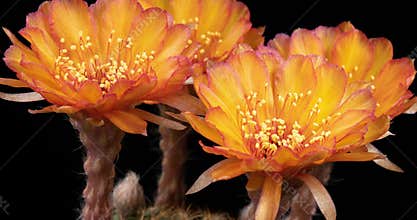 Orange Colorful Flower Timelapse of Blooming Cactus Opening